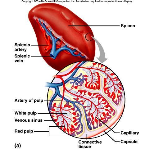 Spleen upper left quadrant behind stomach sinuses filled with blood white pulp (lymphocytes) red pulp (red blood