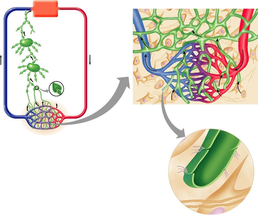 Figure 20.1: Distribution and special structural features of lymphatic capillaries.