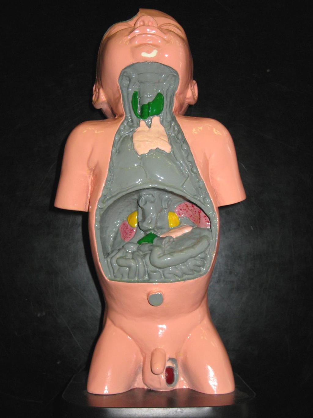 Male Infant Model