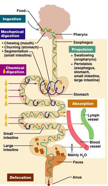 Ingestion Taking in food through the mouth Propulsion (movement of food) Swallowing Peristalsis propulsion by alternate contraction &relaxation Mechanical digestion Chewing Churning in stomach Mixing