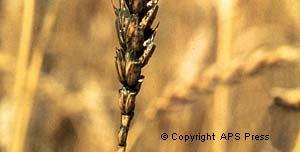 Molds on Wheat/Barley Alternaria and Cladosporium molds Common where premature plant death or