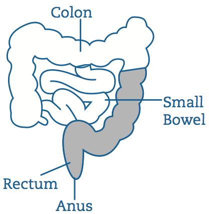 Introduction This leaflet has been designed to help you understand what to expect when you are having an Abdominal Perineal Resection which is the surgical removal of your anus (back passage), your