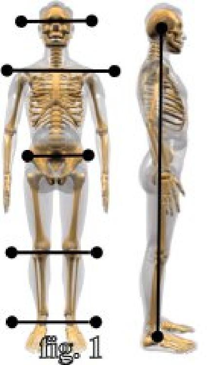 1. Postural examination When looking at a person from the front, the spine must be straight. The head, shoulders, hips and feet should be lined up.