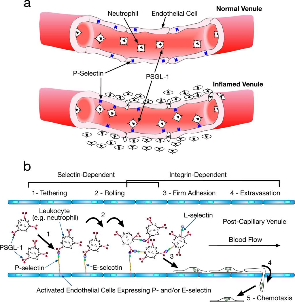 Tethering of circulating leukocytes to activated endothelium via interactions between
