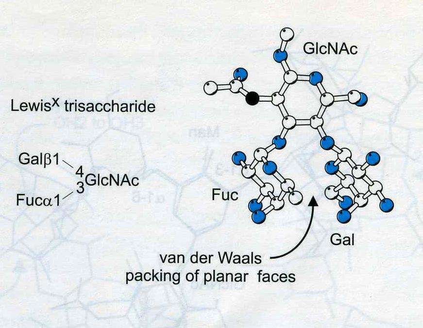 The binding of lowest- or nearly lowest-energy conformations of oligosaccharides is a general feature of