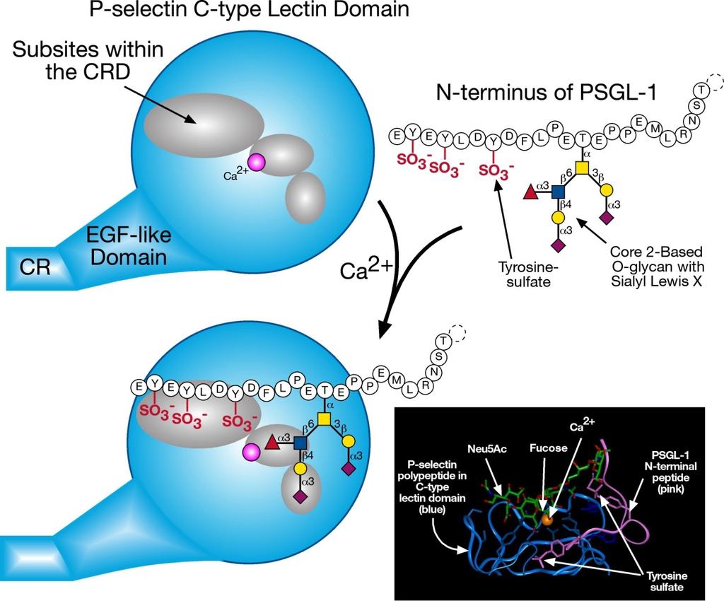 The molecular interactions between P-selectin and the amino terminus