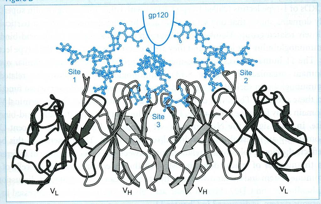 Neutralizing antibody, 2G12, binds to highmannose