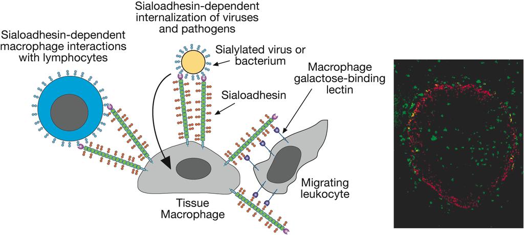 Biological functions mediated by sialoadhesin