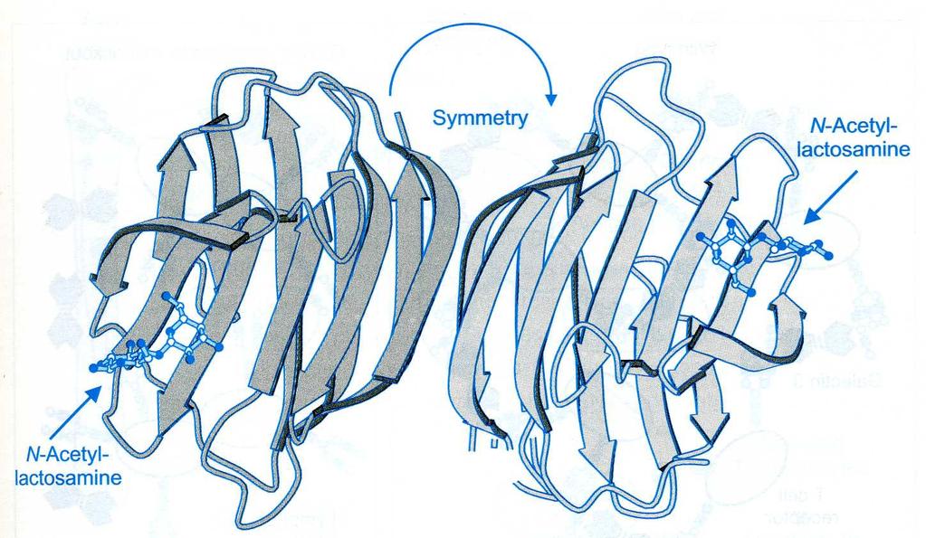 Two binding sites extend