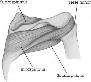 History and Physical Examination 495 Figure 45.2 Rotator cuff muscles. the glenoid labrum attaches peripherally around the margin of the glenoid.