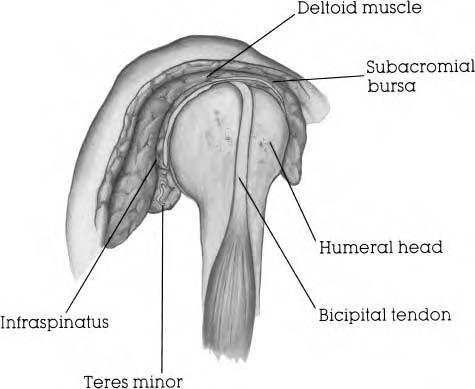 The inferior glenohumeral ligament has the most important role in stabilizing the shoulder joint in abduction and external rotation.