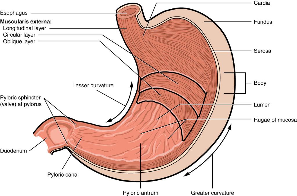 OpenStax-CNX module: m49286 2 food passes into the stomach. Located inferior to the diaphragm, above and to the left of the cardia, is the dome-shaped fundus.