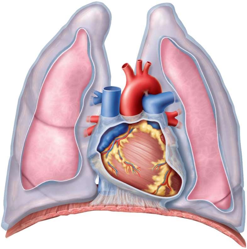 Position, Size, and Shape heart located in mediastinum, between lungs Copyright The McGraw-Hill Companies, Inc. Permission required for reproduction or display.