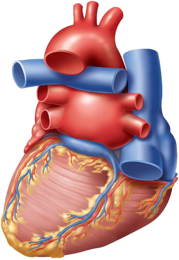 External Anatomy - Posterior Aorta Left pulmonary artery Left pulmonary veins Left atrium Coronary sulcus Coronary sinus Superior vena cava Right pulmonary