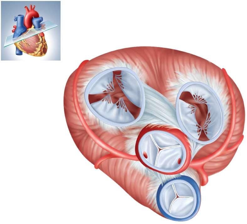 Heart Valves Posterior Left AV (bicuspid) valve Right AV (tricuspid) valve Fibrous skeleton Openings to