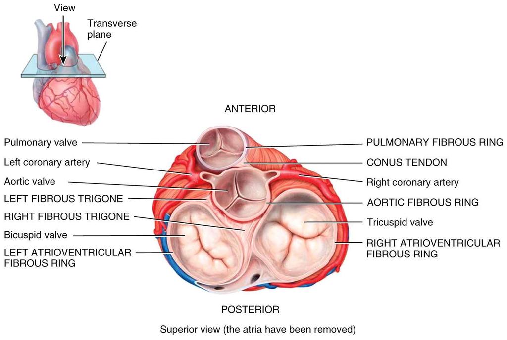 Note: all valves are built into the atrioventricular septum / it is a strong connective tissue
