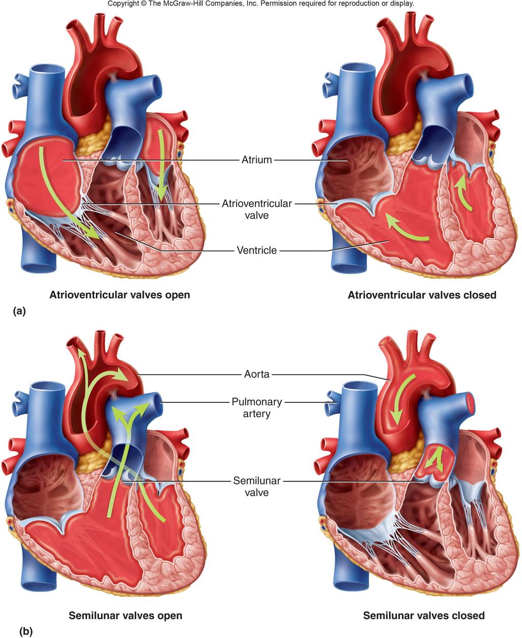 Function of Heart Valves Valves ensure a one-way flow of blood through the heart Blood flows from an area of
