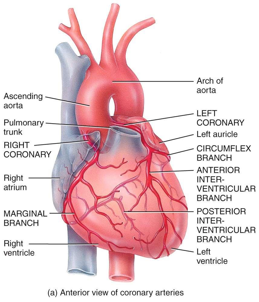 Circulatory Circuits of the Heart Coronary Circuit part of the systemic circuit aortic recoil moves blood into the coronary arteries supply the myocardiocytes (the cells making the walls of