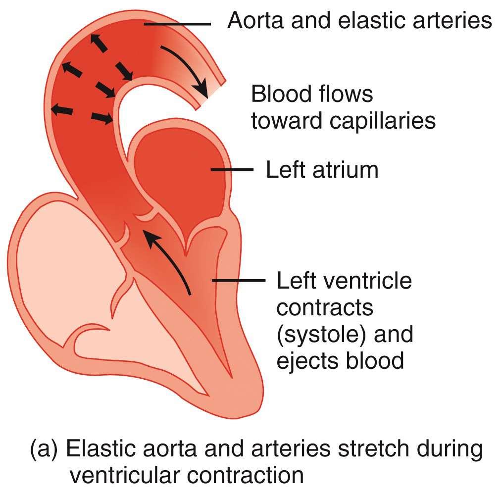At the start of ventricular diastole accompanied with aortic recoil, blood moves into the systemic circuit and blood flows back towards the left ventricle.