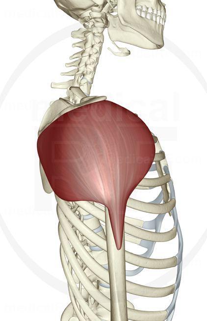 Deltoid: Middle Origin Insertion Action Superior lateral surface of the acromion Deltoid