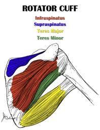 MYOLOGY OF THE GH JOINT (MUSCLES)