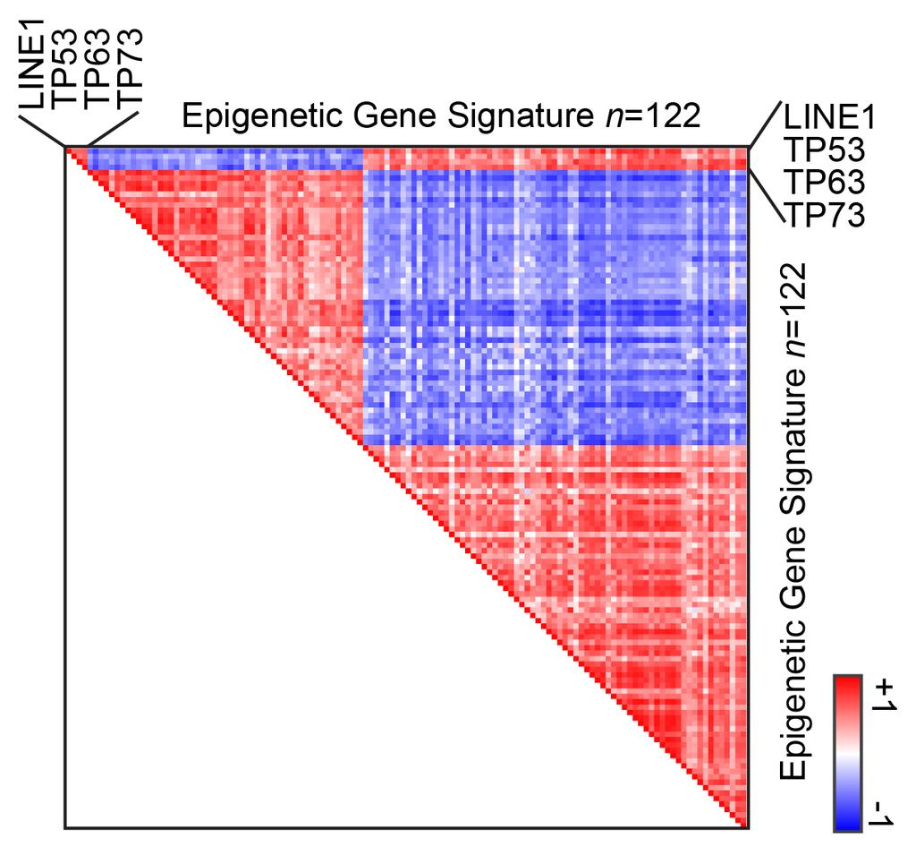 Supplemental Figure 6. TP53, TP63, and TP73 Correlate with LINE1 and the Epigenetic Signature Figure S6.