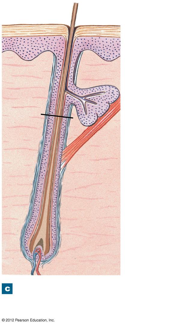 Figure 5-10c Hair Follicles and Hairs Hair shaft Boundary between hair shaft and hair root Sebaceous gland Arrector pili muscle Hair