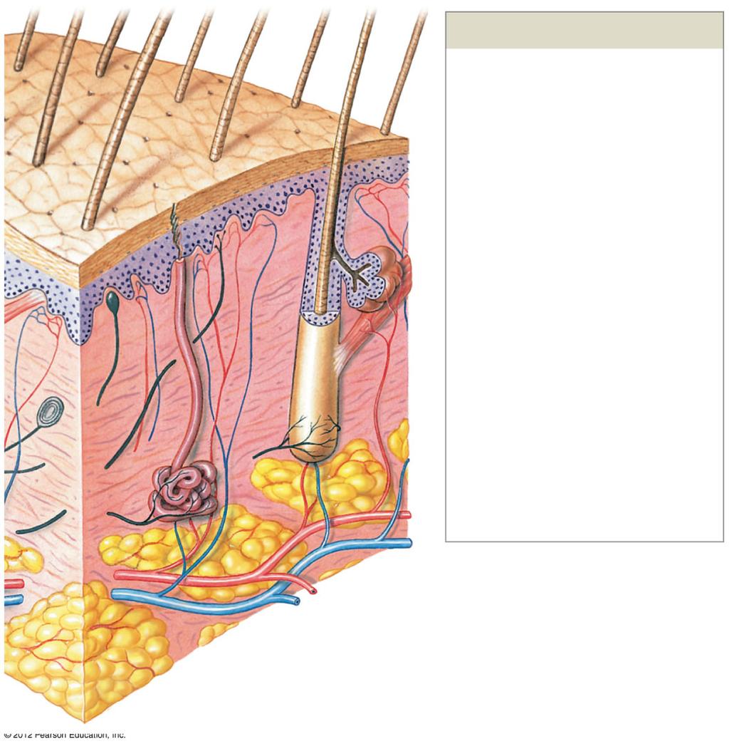 Figure 5-1 The Components of the Integumentary System Accessory Structures Hair