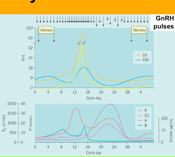 Repro cyclicity is GnRH driven GnRH pulses The menstrual hormonal