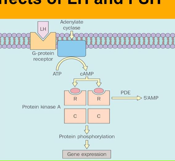 Cellular effects of LH and FSH The mechanism of action of