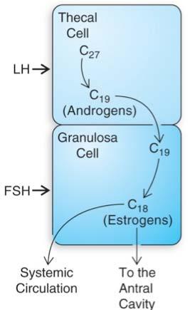 The menstrual cycle: E2 release The two cell gonadotropin theory Theca cell has LHr