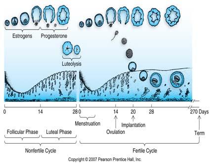 The menstrual cycle: summary The menstrual cycle can be seen