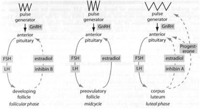 The neuroendocrine control gonadal hierarchy C