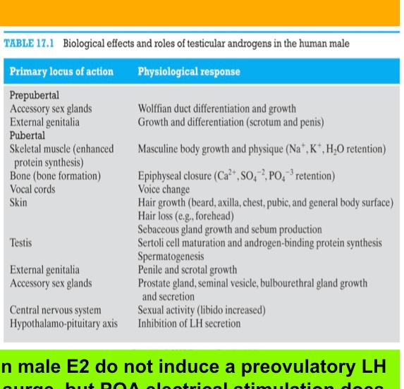 Male repro is not a cyclic event In male E2 do not induce a