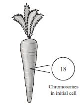 Question 17 The diagram to the right provides information about a carrot cell.