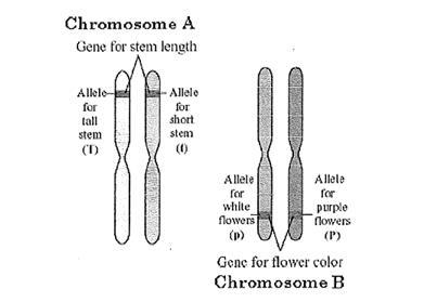 Question 19 The chromosomes below are found in a cell of Purple Vetch, a Texas wild flower.