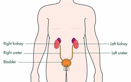 Department of Urology The Urinary S ystem A Patients Guide to Caring for a Nephrostom y Tube at Home The urinary system is made up of several different parts including the kidneys, ureters, the