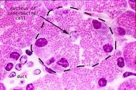 Cytology of normal pancreas Acinar cells