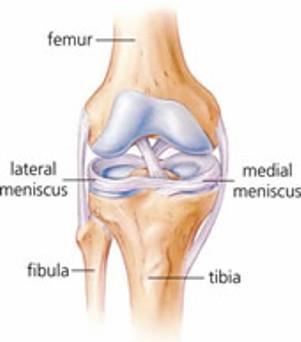Intra-articular Injuries Meniscus Critical structure for the knee Most important