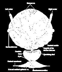 the circular component of the muscle coat condenses as an (involuntary) internal urethral sphincter around the internal orifice. The walls of the bladder are composed chiefly of the detrusor muscle.