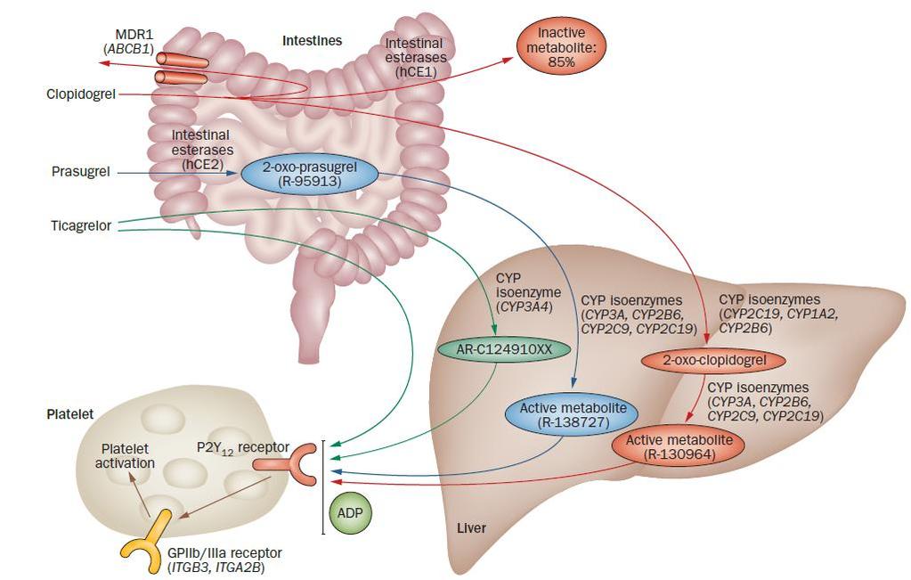 Metabolic Pathway of P2Y 12 -receptor Inhibitors Levine