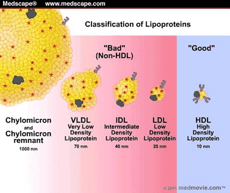 Total Cholesterol-to-HDL Ratio =