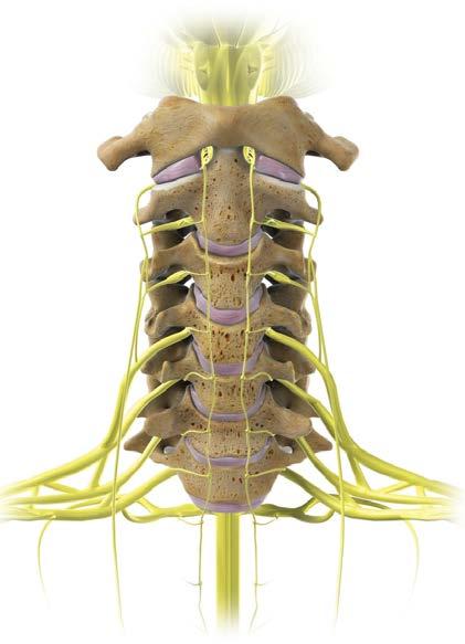 Understanding the structure of the Neck Cervical Vertebrae are the seven bones of the upper spine. Facets are the joints between the vertebrae. Nerves branch from the spinal cord to the arms.