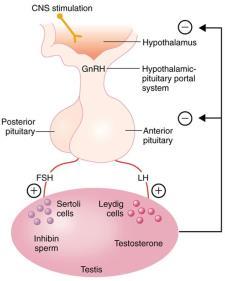 hypothalamic-pituitary-testicular axis. (Endocrine Society Guidelines, 2018) Kelli Virgin, D.O., M.P.H. Endocrinology Fellow McLaren Health System Mt.