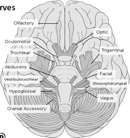 gif] 28 Cranial Nerves Brain_human_normal_inferior_view.svg: Patrick J.