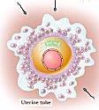 36. a. The secondary oocyte is suspended within meiosis II.