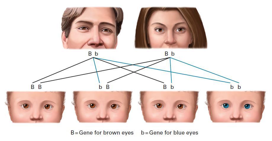 A Changeling? No. Many brown-eyed people carry a recessive gene for blue eyes.
