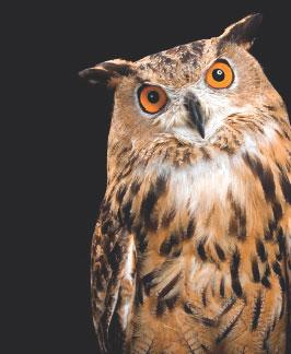 Non- fiction: Awake After Dark Owls Use Their Eyes Catherine Ledner/Getty Images Owls have large eyes. How does that help? They can see better at night than most animals. An owl s eyes don t move.