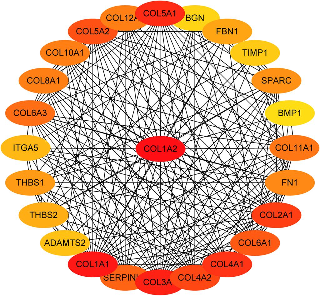 Figure 5 The first 25 genes network. The first 25 genes of the MMC method were chosen using CytoHubba plugin. The more forward ranking is represented by a redder color. Full-size DOI: 10.7717/peerj.