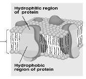 3.) Cell Structure and Function Structure of Cell Membranes Fluid mosaic model Mixed composition: Phospholipid bilayer Glycolipids Sterols Proteins Fluid Mosaic Model Phospholipids are not packed